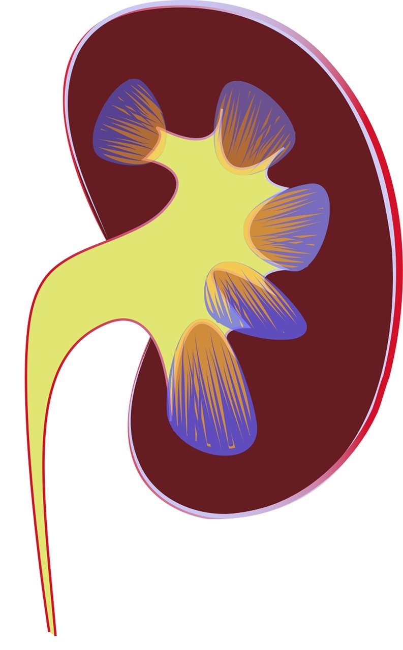 Understanding Kidney Disease